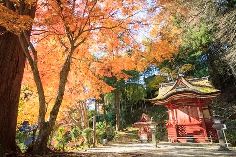 Beautiful temple with nice maple Stock Photos