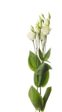 Beautiful tender flowers eustoma Stock Photos