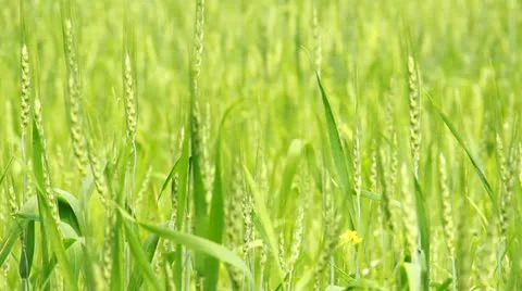 Beautiful Terraced Rice Fields Stock Footage 22731739