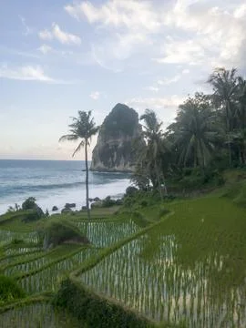 Beautiful terraced rice fields overlooking Pangasan Beach. Stock Photos