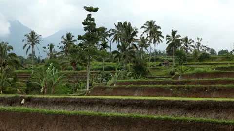 Beautiful Terraced Rice Fields, Paddy Field, Palm Trees, Bali, Indonesia Stock Footage