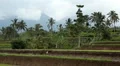 Beautiful Terraced Rice Fields, Paddy Field, Palm Trees, Bali, Indonesia HD Footage