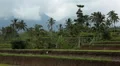 Beautiful Terraced Rice Fields, Paddy Field, Palm Trees, Bali, Indonesia HD Footage