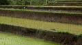 Beautiful Terraced Rice Fields, Paddy Field, Palm Trees, Bali, Indonesia HD Footage