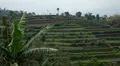 Beautiful Terraced Rice Fields, Paddy Field, Palm Trees, Bali, Indonesia HD Footage