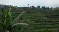 Beautiful Terraced Rice Fields, Paddy Field, Palm Trees, Bali, Indonesia HD Footage
