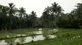 Beautiful Terraced Rice Fields, Paddy Field, Palm Trees, Bali, Indonesia HD Footage