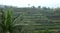 Beautiful Terraced Rice Fields, Paddy Field, Palm Trees, Bali, Indonesia HD Footage