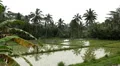 Beautiful Terraced Rice Fields, Paddy Field, Palm Trees, Bali, Indonesia HD Footage