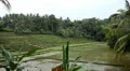 Beautiful Terraced Rice Fields, Paddy Field, Palm Trees, Bali, Indonesia HD Footage