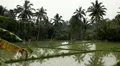 Beautiful Terraced Rice Fields, Paddy Field, Palm Trees, Bali, Indonesia HD Footage