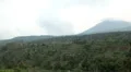 Beautiful Terraced Rice Fields, Paddy Field, Palm Trees, Bali, Indonesia HD Footage