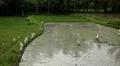 Beautiful Terraced Rice Fields, Paddy Field, Palm Trees, Bali, Indonesia HD Footage