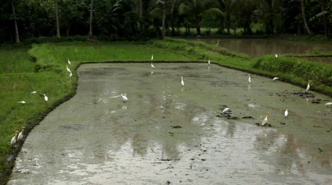 Beautiful Terraced Rice Fields, Paddy Field, Palm Trees, Bali, Indonesia Stock Footage