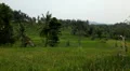 Beautiful Terraced Rice Fields, Paddy Field, Palm Trees, Bali, Indonesia HD Footage