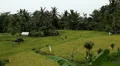 Beautiful Terraced Rice Fields, Paddy Field, Palm Trees, Bali, Indonesia HD Footage