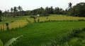 Beautiful Terraced Rice Fields, Paddy Field, Palm Trees, Bali, Indonesia HD Footage