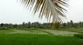 Beautiful Terraced Rice Fields, Paddy Field, Palm Trees, Bali, Indonesia HD Footage