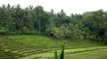 Beautiful Terraced Rice Fields, Paddy Field, Palm Trees, Bali, Indonesia HD Footage