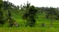 Beautiful Terraced Rice Fields, Paddy Field, Palm Trees, Bali, Indonesia HD Footage