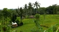 Beautiful Terraced Rice Fields, Paddy Field, Palm Trees, Bali, Indonesia HD Footage