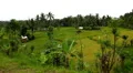 Beautiful Terraced Rice Fields, Paddy Field, Palm Trees, Bali, Indonesia HD Footage