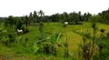 Beautiful Terraced Rice Fields, Paddy Field, Palm Trees, Bali, Indonesia HD Footage
