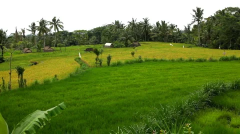 Beautiful Terraced Rice Fields, Paddy Field, Palm Trees, Bali, Indonesia Stock Footage