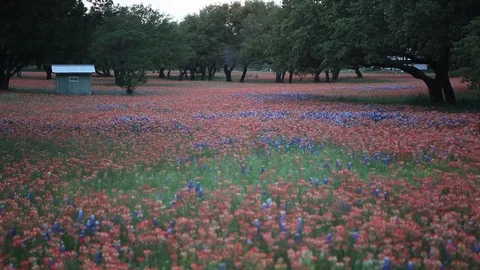 Beautiful Texas live oaks surrounded by a field Indian paintbrush &amp; bluebonnets Stock Footage 102357532