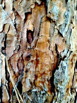 Beautiful texture and pattern of old tree bark. Textured surface, honey-colored Stock Photos