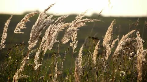 Beautiful texture of autumn grass 스톡 동영상 10573104