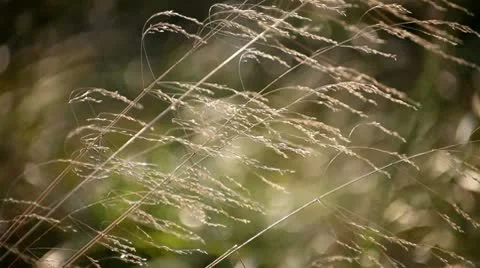 Beautiful texture of autumn grass Stock Footage 10574965