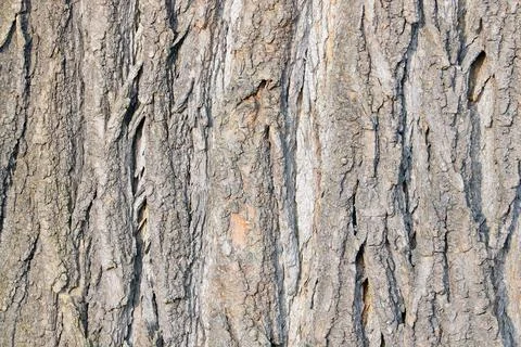 Beautiful texture of the bark of the tree in the forest or park, the backgrou Stock Photos