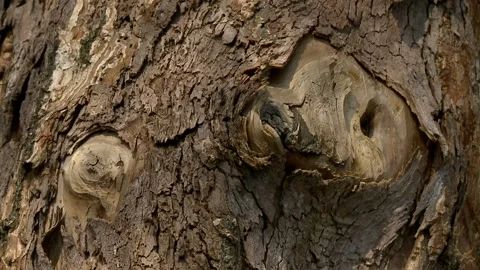 Beautiful texture of a bark of a tree on a sunny day Stock Footage 88439070