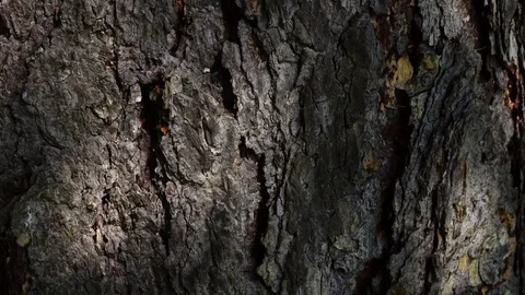 Beautiful texture of conifer tree bark. Camera slowly moving in 4K 動画素材 78512525