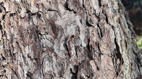 Beautiful texture of conifer tree bark with play of light Stock Footage 317177605