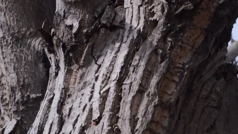 Beautiful texture of coniferous bark. Tree trunk in the yard. The camera moves Stock Footage 126650022