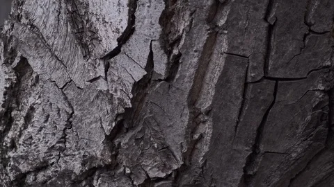 Beautiful texture of coniferous bark. Tree trunk in the yard. The camera moves Stock Footage 126650058