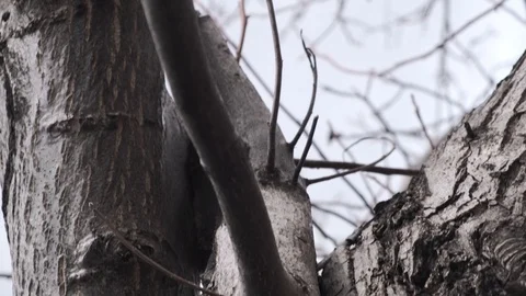 Beautiful texture of coniferous bark. Tree trunk in the yard. The camera moves Stock Footage 126650071