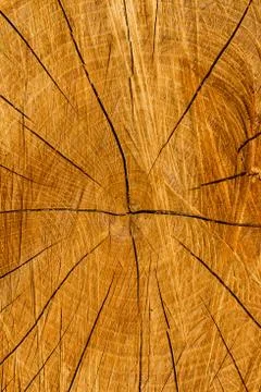 Beautiful texture of a cut tree trunk. Stock Photos