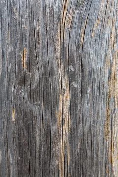 The beautiful texture of a dried old tree. Stock Photos