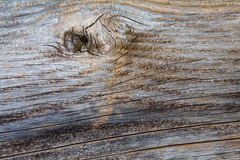 The beautiful texture of a dried old tree. Stock Photos