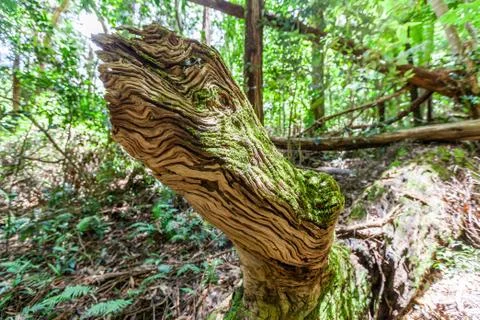 Beautiful texture of fallen decaying tree in Springbrook National Park, Queen Stock Photos