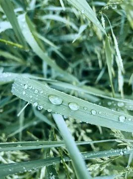 Beautiful texture of grass with raindrops Stock Photos