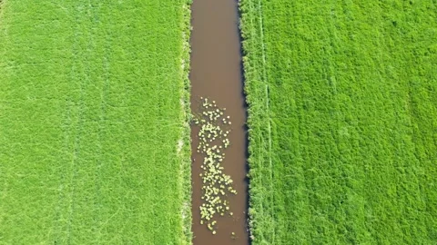 Beautiful texture of green fields and water Stock Footage 153053183