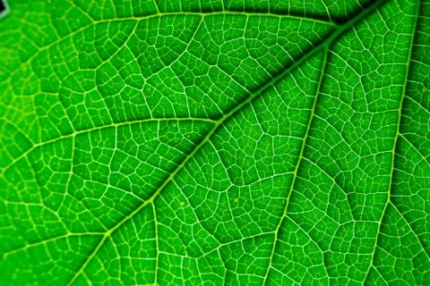 Beautiful Texture of a leaf Stock Photos