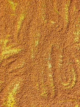 Beautiful texture or pattern created with wheat. background with copy space. Stock Photos
