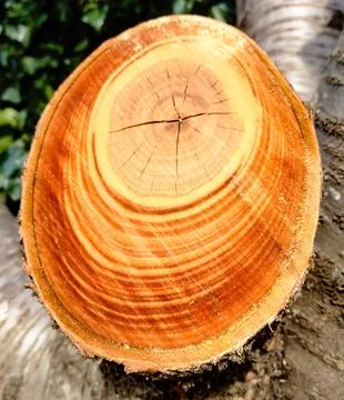 Beautiful texture pattern after a tree is cut down. Stock Photos