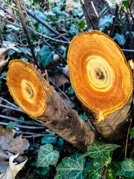 Beautiful texture pattern after a tree is cut down. Stock Photos