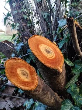 Beautiful texture pattern after a tree is cut down. Stock Photos